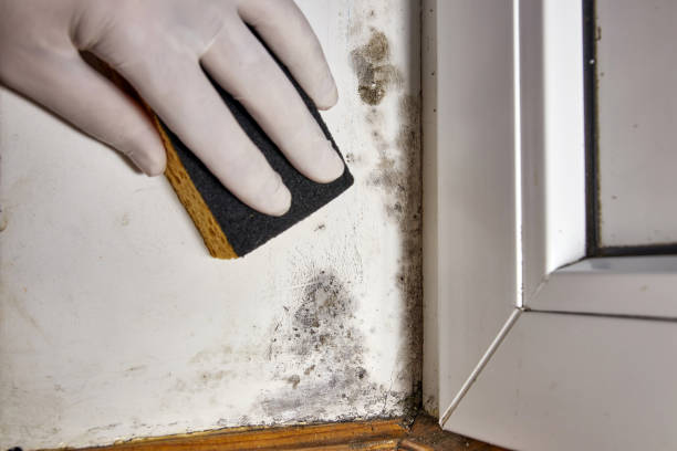 Best Basement water damage restoration  in USA